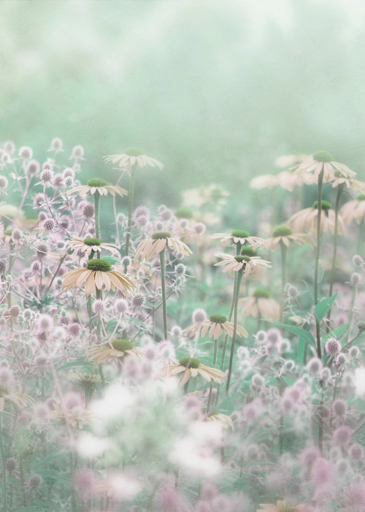 A soft-focus, dreamy photograph of a field of wildflowers, including pale coneflowers with green centers and fuzzy pink thistles, set against a hazy, light green background, creating an ethereal and serene atmosphere. The image is shown within a thin black frame. Poster