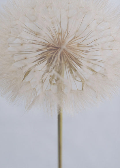 A close-up, macro shot of a fluffy dandelion seed head against a pale, muted grey background. The focus is on the intricate center from which the delicate seeds radiate outwards, creating a soft and ethereal texture. Print