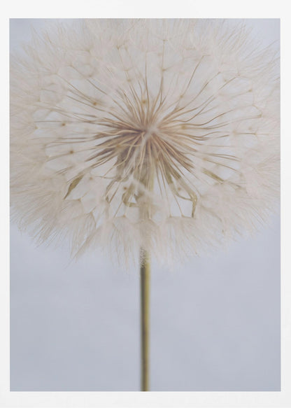 A close-up, macro shot of a fluffy dandelion seed head against a pale, muted grey background. The focus is on the intricate center from which the delicate seeds radiate outwards, creating a soft and ethereal texture. Print