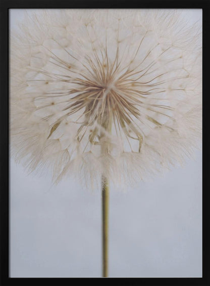 A close-up, macro shot of a fluffy dandelion seed head against a pale, muted grey background. The focus is on the intricate center from which the delicate seeds radiate outwards, creating a soft and ethereal texture. Print