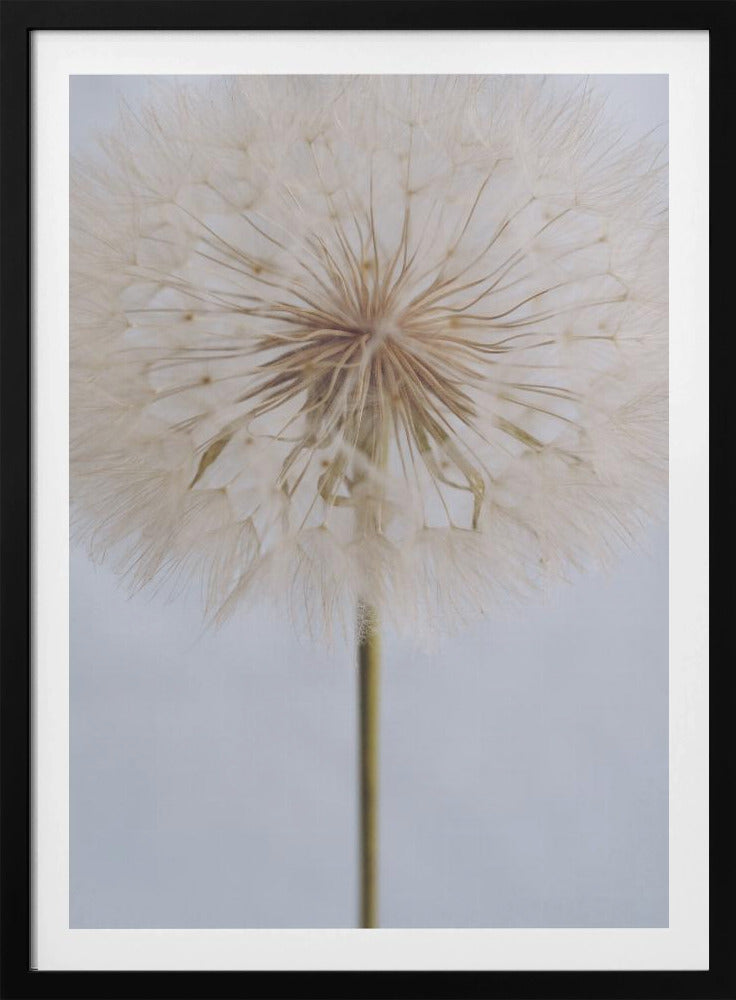 A close-up, macro shot of a fluffy dandelion seed head against a pale, muted grey background. The focus is on the intricate center from which the delicate seeds radiate outwards, creating a soft and ethereal texture. Print