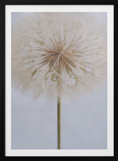 A close-up, macro shot of a fluffy dandelion seed head against a pale, muted grey background. The focus is on the intricate center from which the delicate seeds radiate outwards, creating a soft and ethereal texture. Print