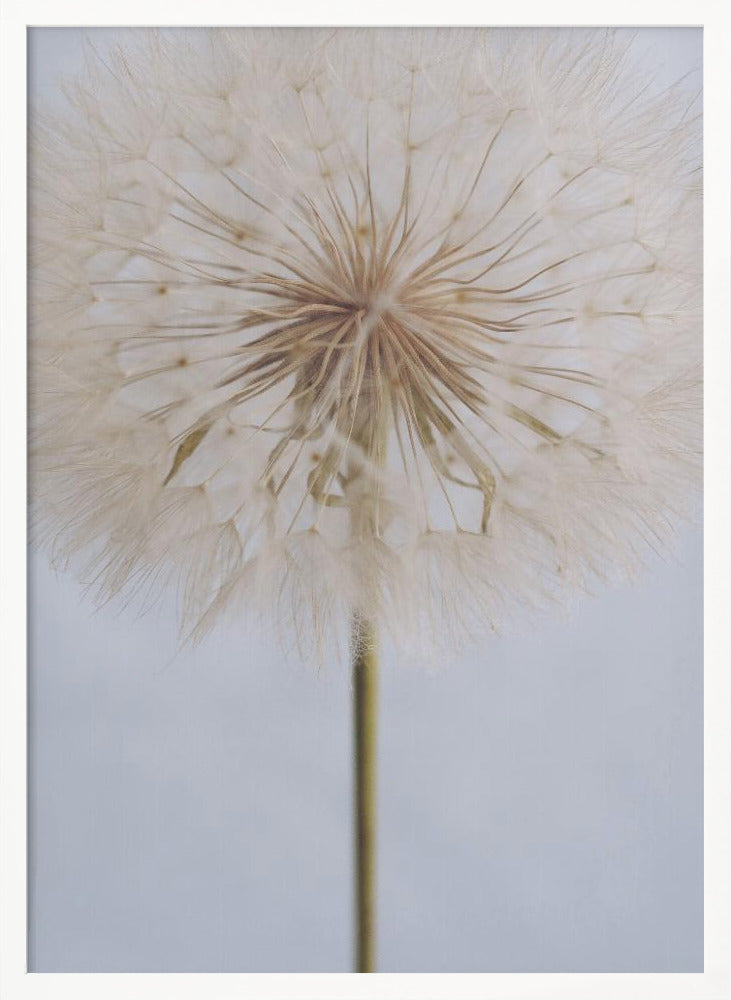A close-up, macro shot of a fluffy dandelion seed head against a pale, muted grey background. The focus is on the intricate center from which the delicate seeds radiate outwards, creating a soft and ethereal texture. Print