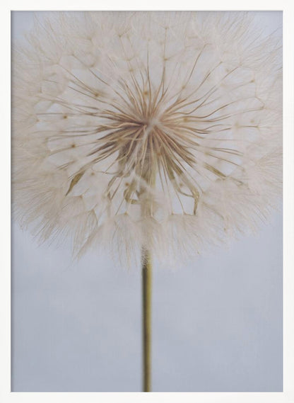 A close-up, macro shot of a fluffy dandelion seed head against a pale, muted grey background. The focus is on the intricate center from which the delicate seeds radiate outwards, creating a soft and ethereal texture. Print