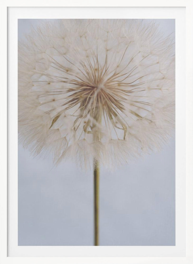A close-up, macro shot of a fluffy dandelion seed head against a pale, muted grey background. The focus is on the intricate center from which the delicate seeds radiate outwards, creating a soft and ethereal texture. Print