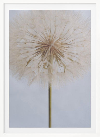A close-up, macro shot of a fluffy dandelion seed head against a pale, muted grey background. The focus is on the intricate center from which the delicate seeds radiate outwards, creating a soft and ethereal texture. Print