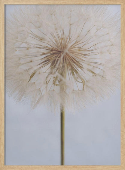 A close-up, macro shot of a fluffy dandelion seed head against a pale, muted grey background. The focus is on the intricate center from which the delicate seeds radiate outwards, creating a soft and ethereal texture. Print