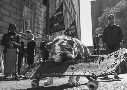 A low-angle, black and white photograph of a tired-looking English bulldog resting its chin on a rugged, old skateboard on a city street. In the blurred background, people stand near buildings, and a flag for a 'School of Film and Acting, New York' is visible. Decor