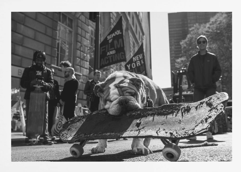 A low-angle, black and white photograph of a tired-looking English bulldog resting its chin on a rugged, old skateboard on a city street. In the blurred background, people stand near buildings, and a flag for a 'School of Film and Acting, New York' is visible. Decor