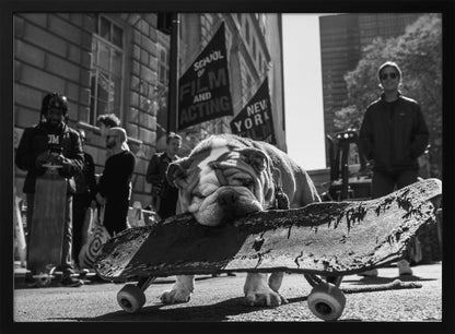 A low-angle, black and white photograph of a tired-looking English bulldog resting its chin on a rugged, old skateboard on a city street. In the blurred background, people stand near buildings, and a flag for a 'School of Film and Acting, New York' is visible. Decor