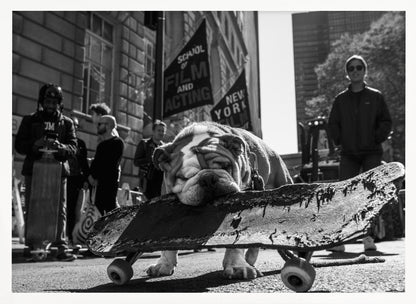 A low-angle, black and white photograph of a tired-looking English bulldog resting its chin on a rugged, old skateboard on a city street. In the blurred background, people stand near buildings, and a flag for a 'School of Film and Acting, New York' is visible. Decor