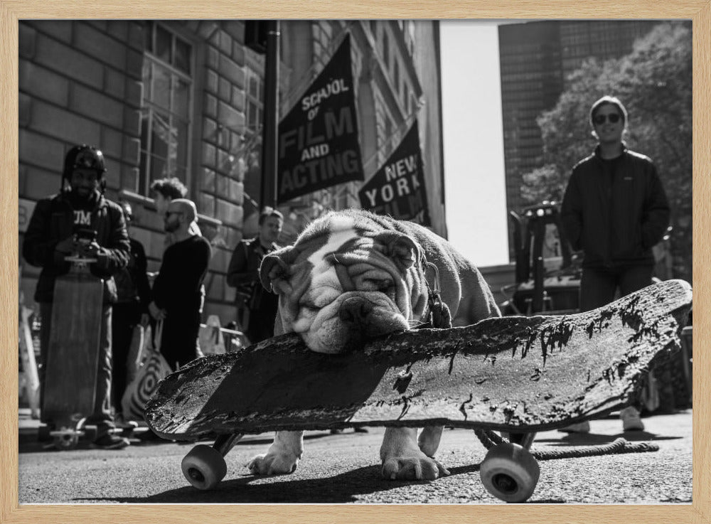 A low-angle, black and white photograph of a tired-looking English bulldog resting its chin on a rugged, old skateboard on a city street. In the blurred background, people stand near buildings, and a flag for a 'School of Film and Acting, New York' is visible. Decor