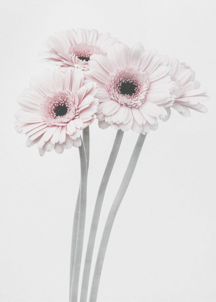A framed art print featuring a bouquet of four light pink gerbera daisies with dark, detailed centers against a bright white background. The stems are rendered in a soft gray, creating a minimalist and elegant floral composition. Print