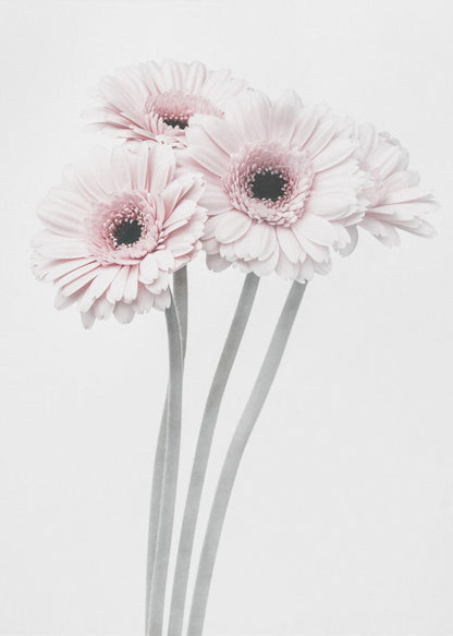 A framed art print featuring a bouquet of four light pink gerbera daisies with dark, detailed centers against a bright white background. The stems are rendered in a soft gray, creating a minimalist and elegant floral composition. Print