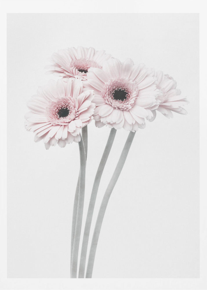 A framed art print featuring a bouquet of four light pink gerbera daisies with dark, detailed centers against a bright white background. The stems are rendered in a soft gray, creating a minimalist and elegant floral composition. Print
