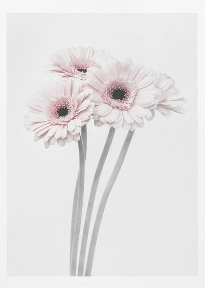 A framed art print featuring a bouquet of four light pink gerbera daisies with dark, detailed centers against a bright white background. The stems are rendered in a soft gray, creating a minimalist and elegant floral composition. Print