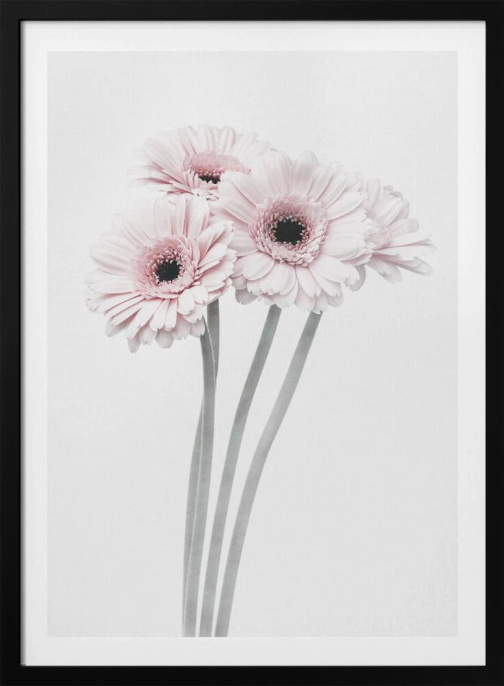 A framed art print featuring a bouquet of four light pink gerbera daisies with dark, detailed centers against a bright white background. The stems are rendered in a soft gray, creating a minimalist and elegant floral composition. Print