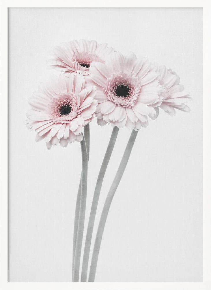 A framed art print featuring a bouquet of four light pink gerbera daisies with dark, detailed centers against a bright white background. The stems are rendered in a soft gray, creating a minimalist and elegant floral composition. Print