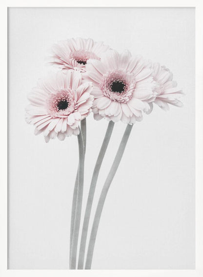 A framed art print featuring a bouquet of four light pink gerbera daisies with dark, detailed centers against a bright white background. The stems are rendered in a soft gray, creating a minimalist and elegant floral composition. Print