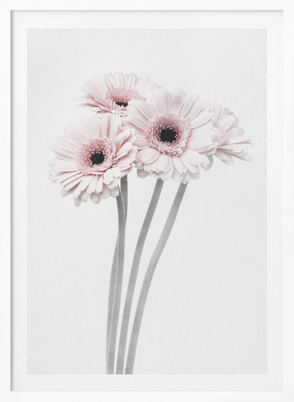 A framed art print featuring a bouquet of four light pink gerbera daisies with dark, detailed centers against a bright white background. The stems are rendered in a soft gray, creating a minimalist and elegant floral composition. Print