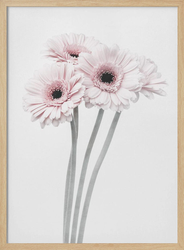 A framed art print featuring a bouquet of four light pink gerbera daisies with dark, detailed centers against a bright white background. The stems are rendered in a soft gray, creating a minimalist and elegant floral composition. Print