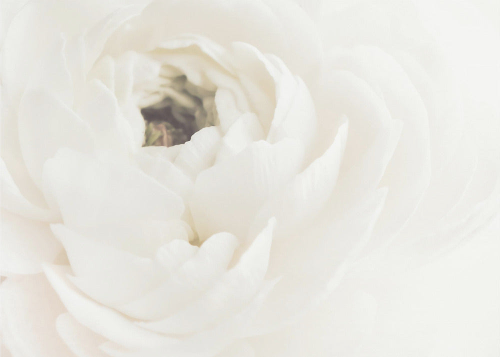 A soft-focus, macro photograph of a white ranunculus flower, its delicate, layered petals filling the frame. The image has a bright, ethereal quality and is presented in a brushed silver frame. Wall Art