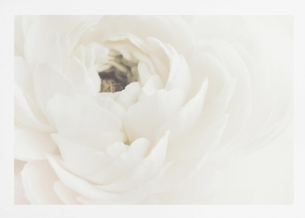 A soft-focus, macro photograph of a white ranunculus flower, its delicate, layered petals filling the frame. The image has a bright, ethereal quality and is presented in a brushed silver frame. Wall Art