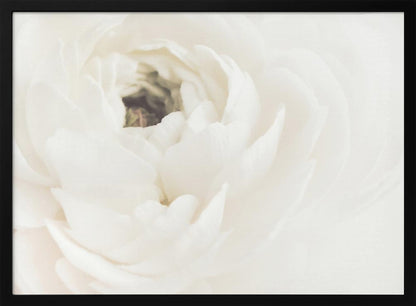 A soft-focus, macro photograph of a white ranunculus flower, its delicate, layered petals filling the frame. The image has a bright, ethereal quality and is presented in a brushed silver frame. Wall Art