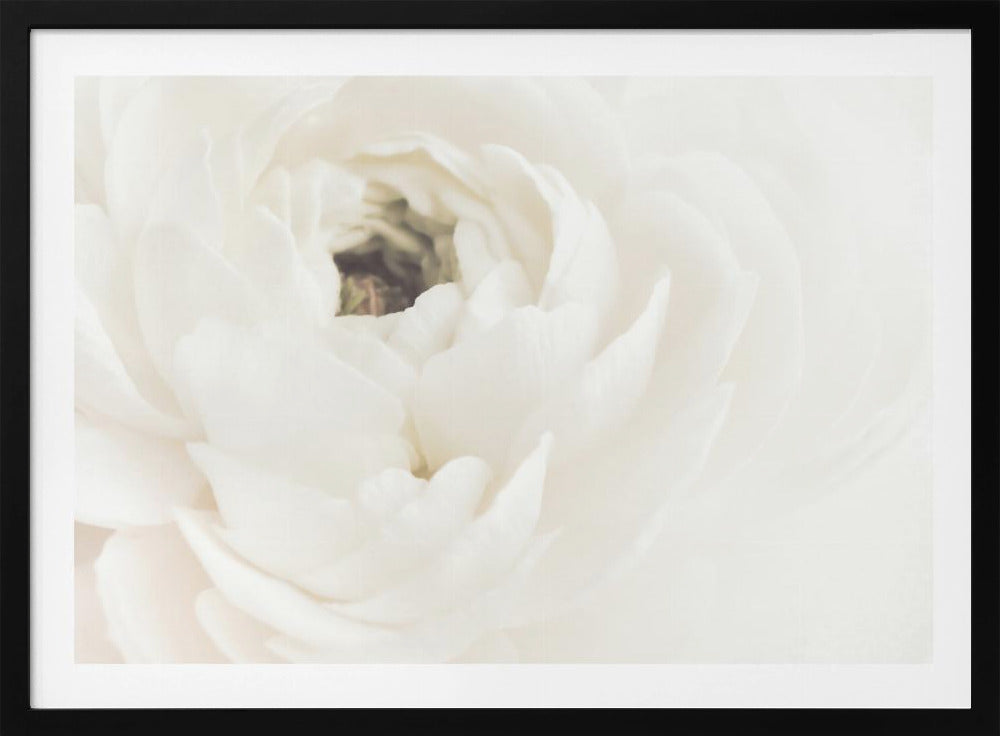 A soft-focus, macro photograph of a white ranunculus flower, its delicate, layered petals filling the frame. The image has a bright, ethereal quality and is presented in a brushed silver frame. Wall Art