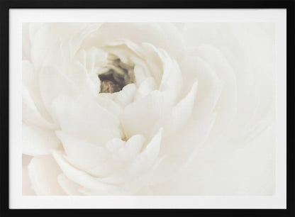 A soft-focus, macro photograph of a white ranunculus flower, its delicate, layered petals filling the frame. The image has a bright, ethereal quality and is presented in a brushed silver frame. Wall Art