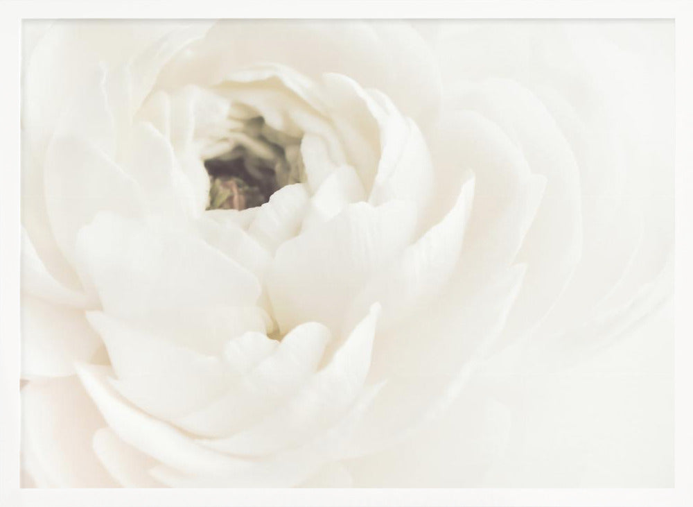 A soft-focus, macro photograph of a white ranunculus flower, its delicate, layered petals filling the frame. The image has a bright, ethereal quality and is presented in a brushed silver frame. Wall Art