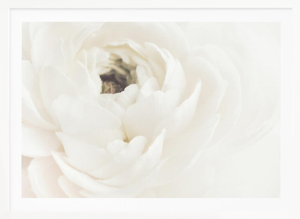 A soft-focus, macro photograph of a white ranunculus flower, its delicate, layered petals filling the frame. The image has a bright, ethereal quality and is presented in a brushed silver frame. Wall Art