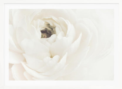 A soft-focus, macro photograph of a white ranunculus flower, its delicate, layered petals filling the frame. The image has a bright, ethereal quality and is presented in a brushed silver frame. Wall Art