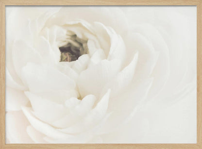 A soft-focus, macro photograph of a white ranunculus flower, its delicate, layered petals filling the frame. The image has a bright, ethereal quality and is presented in a brushed silver frame. Wall Art