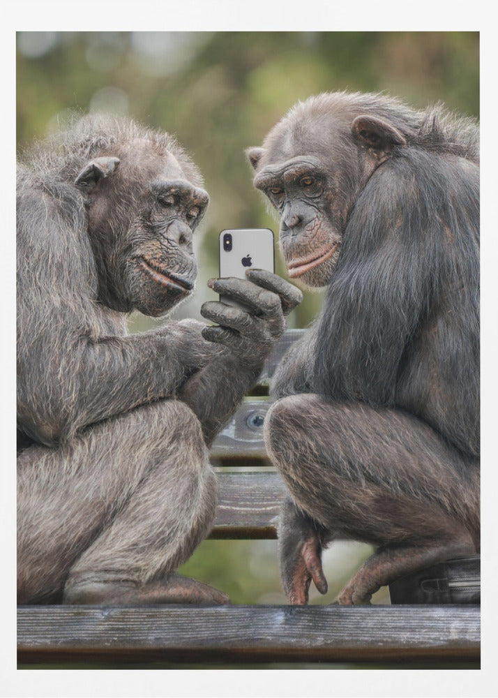 A humorous photo of two chimpanzees sitting on a wooden bench, looking intently at a silver smartphone held by one of the chimps as if they are watching a video or taking a selfie. Print