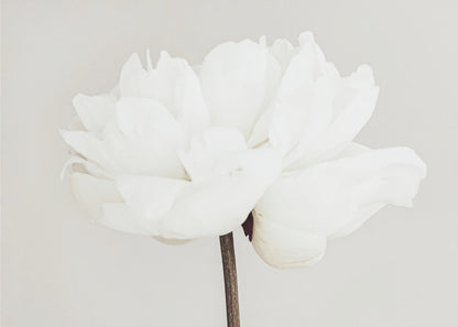 A close-up, slightly off-center photograph of a fully bloomed white peony against a plain, light grey background, presented in a silver brushed metal frame. Artwork