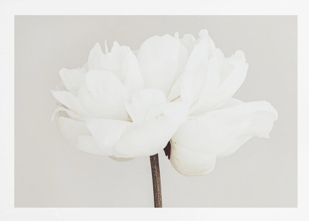 A close-up, slightly off-center photograph of a fully bloomed white peony against a plain, light grey background, presented in a silver brushed metal frame. Artwork