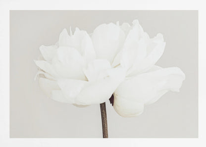 A close-up, slightly off-center photograph of a fully bloomed white peony against a plain, light grey background, presented in a silver brushed metal frame. Artwork