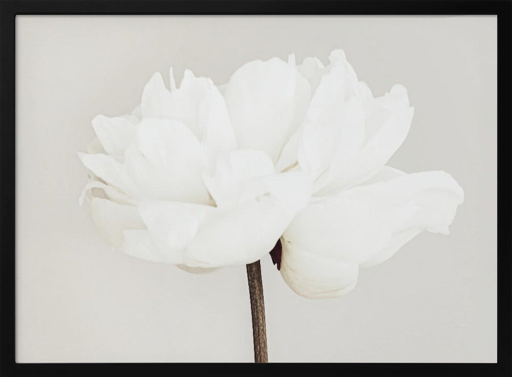 A close-up, slightly off-center photograph of a fully bloomed white peony against a plain, light grey background, presented in a silver brushed metal frame. Artwork