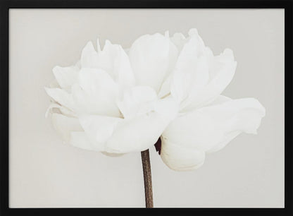 A close-up, slightly off-center photograph of a fully bloomed white peony against a plain, light grey background, presented in a silver brushed metal frame. Artwork