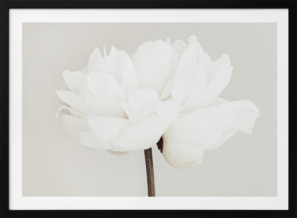 A close-up, slightly off-center photograph of a fully bloomed white peony against a plain, light grey background, presented in a silver brushed metal frame. Artwork