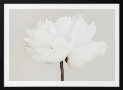A close-up, slightly off-center photograph of a fully bloomed white peony against a plain, light grey background, presented in a silver brushed metal frame. Artwork