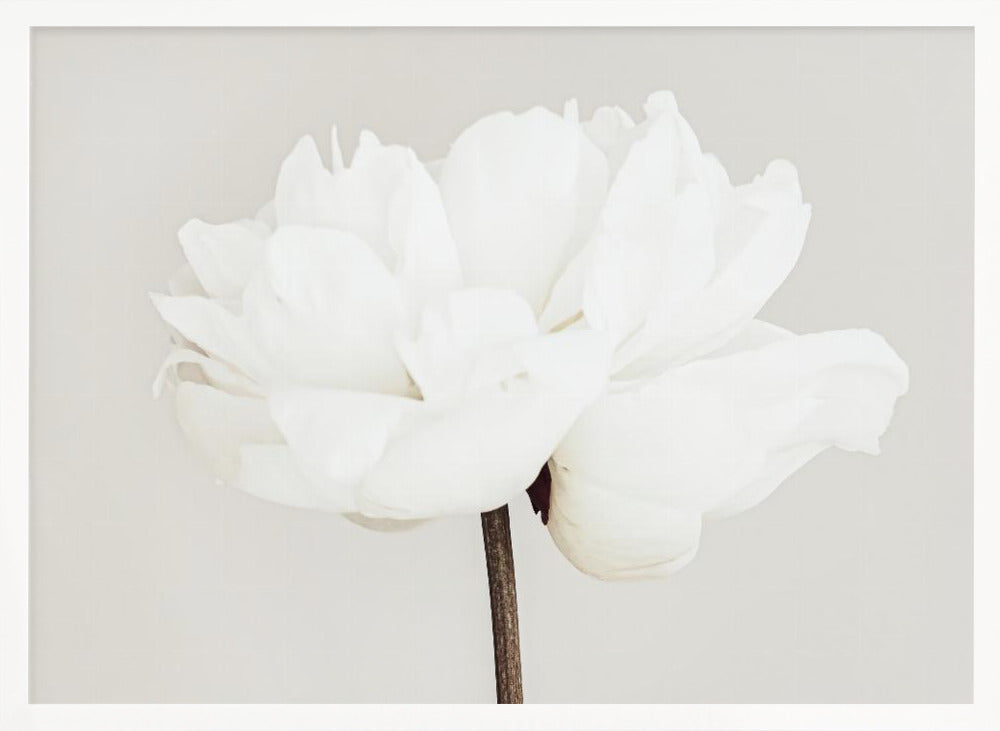 A close-up, slightly off-center photograph of a fully bloomed white peony against a plain, light grey background, presented in a silver brushed metal frame. Artwork