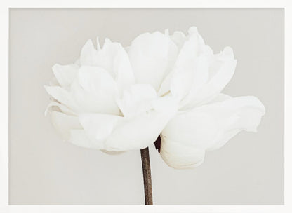 A close-up, slightly off-center photograph of a fully bloomed white peony against a plain, light grey background, presented in a silver brushed metal frame. Artwork