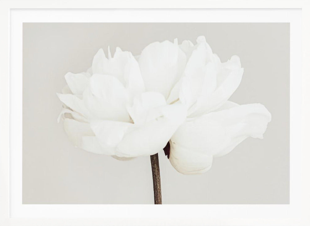 A close-up, slightly off-center photograph of a fully bloomed white peony against a plain, light grey background, presented in a silver brushed metal frame. Artwork