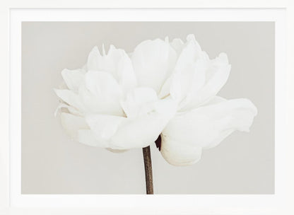 A close-up, slightly off-center photograph of a fully bloomed white peony against a plain, light grey background, presented in a silver brushed metal frame. Artwork