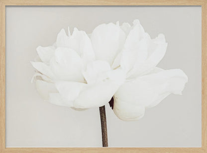 A close-up, slightly off-center photograph of a fully bloomed white peony against a plain, light grey background, presented in a silver brushed metal frame. Artwork