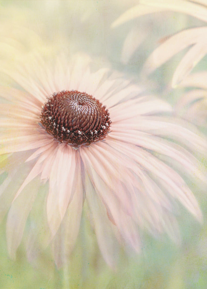 A soft-focus, artistic closeup of a pale pink coneflower with a prominent dark brown, textured center. The background is a dreamy, painterly blend of soft greens and yellows, giving the image an ethereal quality. Wall Art