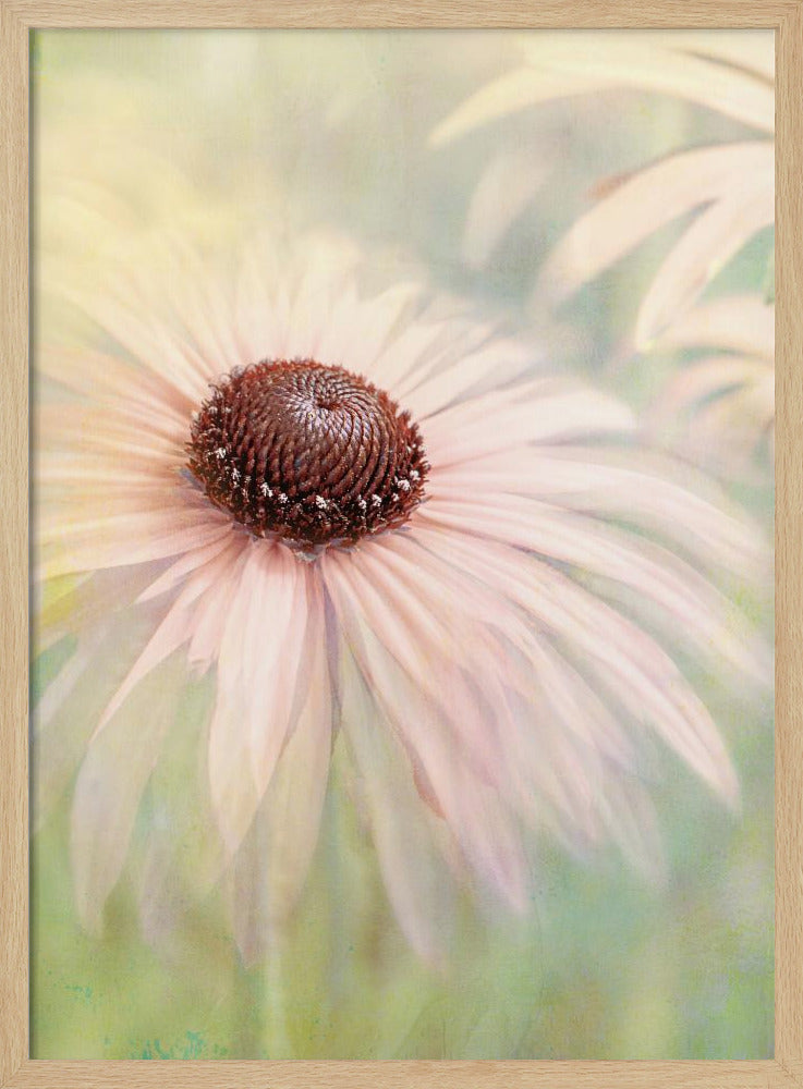 A soft-focus, artistic closeup of a pale pink coneflower with a prominent dark brown, textured center. The background is a dreamy, painterly blend of soft greens and yellows, giving the image an ethereal quality. Wall Art
