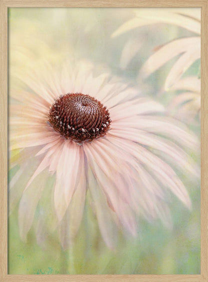 A soft-focus, artistic closeup of a pale pink coneflower with a prominent dark brown, textured center. The background is a dreamy, painterly blend of soft greens and yellows, giving the image an ethereal quality. Wall Art